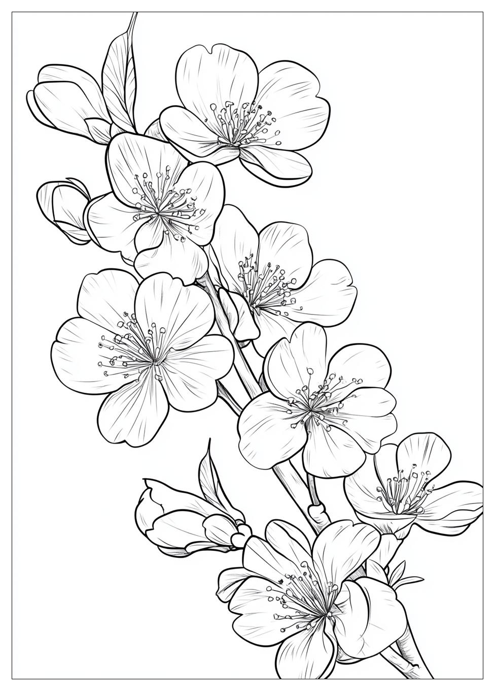 cherry_blossom_coloring_pages_15
