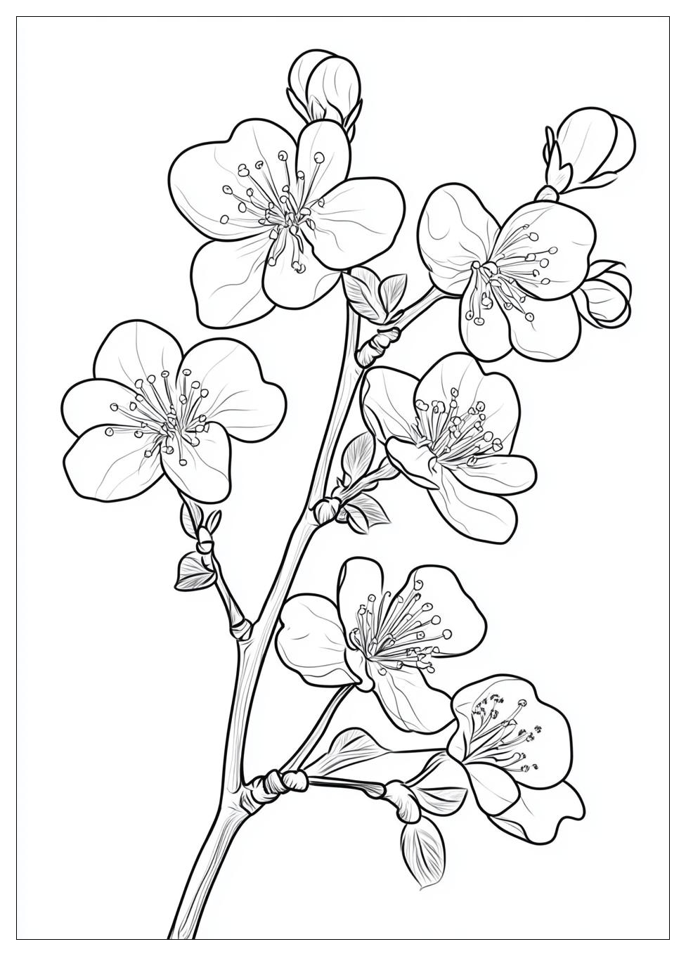 cherry_blossom_coloring_pages_17