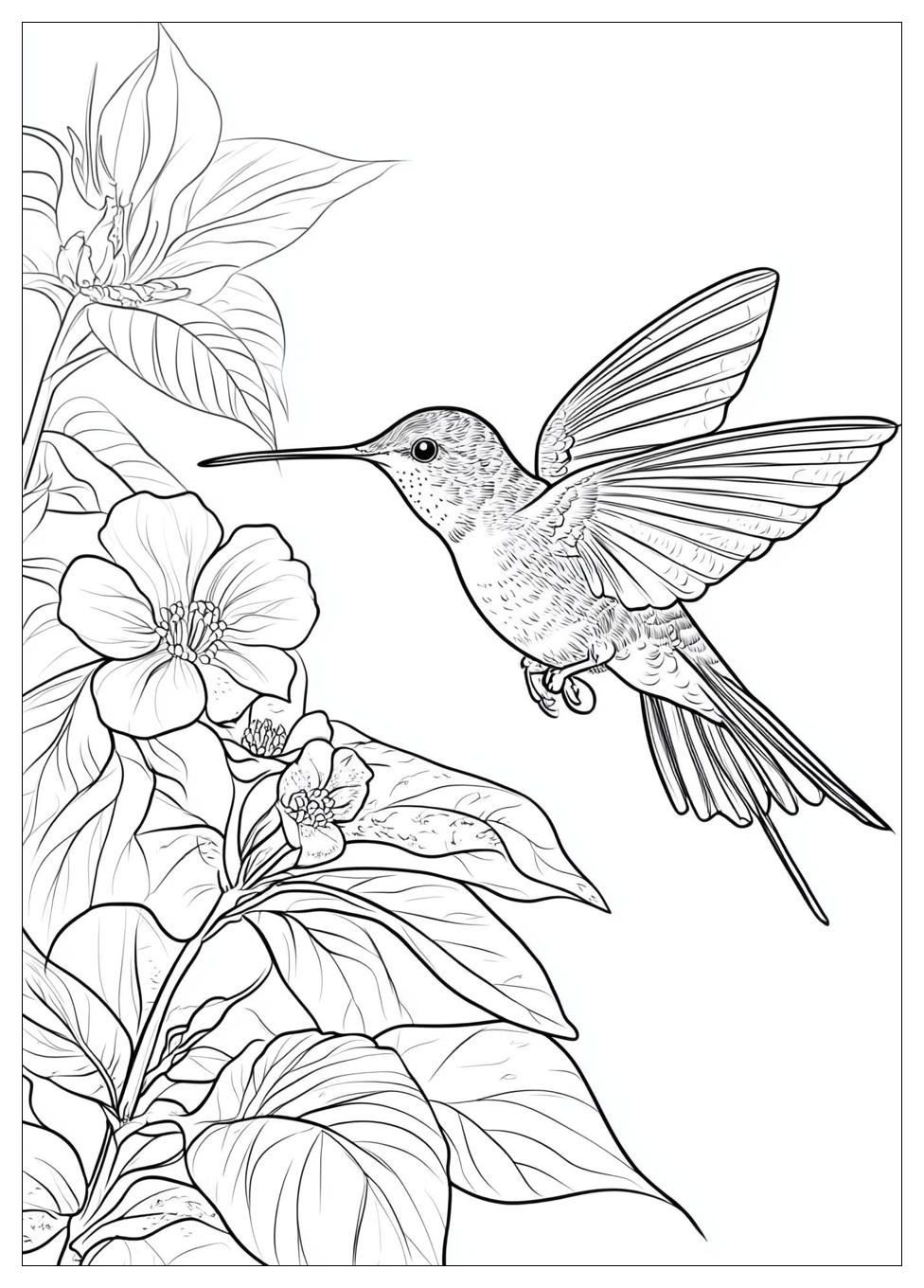hummingbird_coloring_pages_24